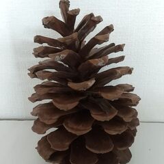 巨大松ぼっくり  13個