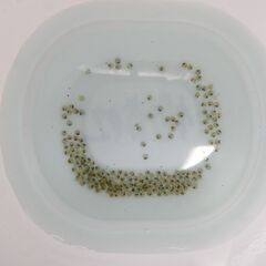 No.22【楊貴妃メダカの卵 20個 100円】