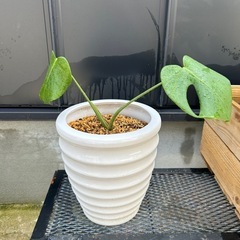 モンステラ　観葉植物　鉢ごと　ヒメモンステラ