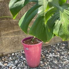 モンステラ鉢付き