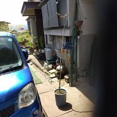 ★★春の山菜（タラの芽）『天然タラの木（成長樹／樹高170センチ）』プラ鉢植え／耐寒性宿根多年樹★★の画像