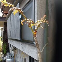 ★★春の山菜（タラの芽）『天然タラの木（成長樹／樹高170センチ）』プラ鉢植え／耐寒性宿根多年樹★★の画像