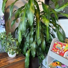 【観葉植物】ドラセナ・マッサンゲアナ