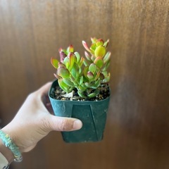 黄金姫花月の画像