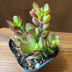 黄金姫花月