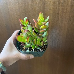 黄金姫花月の画像