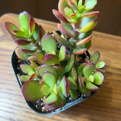 黄金姫花月の画像