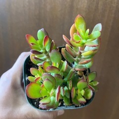 黄金姫花月の画像