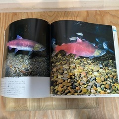日本の淡水魚 山渓カラー名鑑の画像