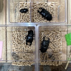 WDダイオウヒラタクワガタ　ペア
