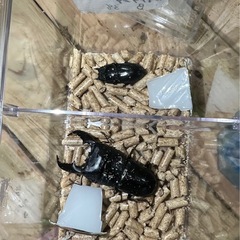 WDスマトラオオヒラタクワガタ　ペア