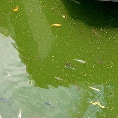 【本日5/8】🌻メダカすくい開催！！の画像