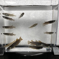 GW特価！ フロマージュKWF 無選別14匹セット