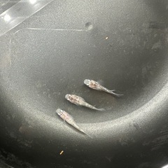 GW特価！ 白ブチラメ幹之サファイア系ダルマ 1トリオ