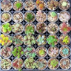 【交渉中】多肉植物　36種ミニセット①