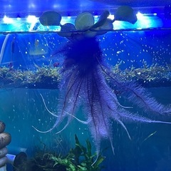 布袋草の画像