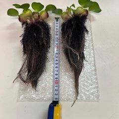 布袋草の画像