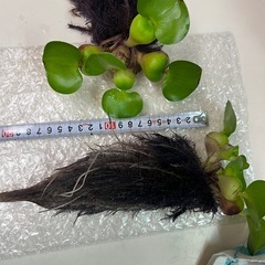 布袋草の画像