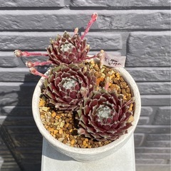 2024.6.6③   多肉植物　センペルビウム