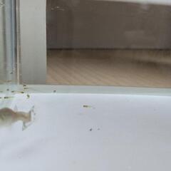 【熱帯魚】エンドラーズグッピーの子供