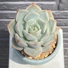 2024.6.6⑩   多肉植物　白ボタン