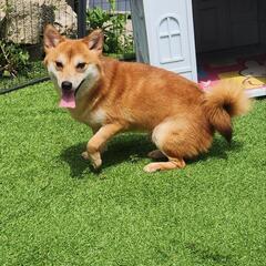 ミックス犬　