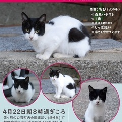 猫を探してます