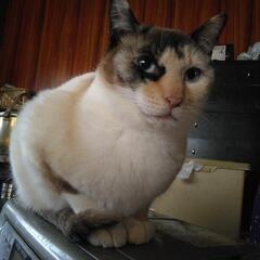 ある日突然飼い主が帰って来なくなってしまったシャム猫風の女の子 − 群馬県