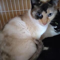 ある日突然飼い主が帰って来なくなってしまったお茶目なシャム猫風の女の子