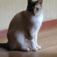 ある日突然飼い主が帰って来なくなってしまったシャム猫風の女の子 - 猫