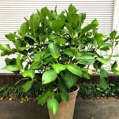 値下げしました！　アジサイ鉢植え　大株　品種：ダンスパーティーの画像