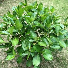 値下げしました！　アジサイ鉢植え　大株　品種：ダンスパーティーの画像