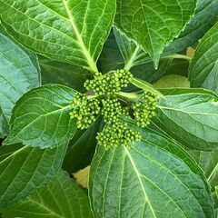 値下げしました！　アジサイ鉢植え　大株　品種：ダンスパーティーの画像