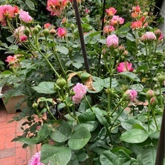 薔薇の花を差し上げます　生花