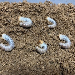 ★エラフスホソアカクワガタ　2齢幼虫5匹　CBF2★  ※値引きアリ