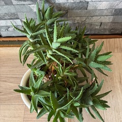 観葉植物 17cm　差し上げますの画像
