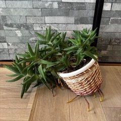 観葉植物 17cm　差し上げますの画像