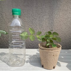 決まりました　バラ苗　ピンクの画像