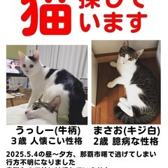 猫を探してます