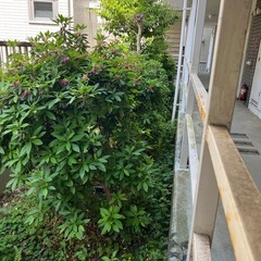 ツツジや、その他植木のまとめ売り　バラ売り可