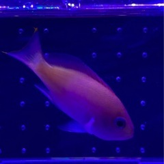 海水魚　ケラマハナダイの画像