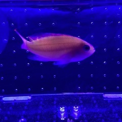 海水魚　ケラマハナダイ