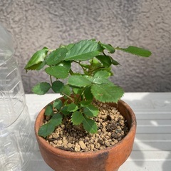 バラ　挿木苗　ピンク
の画像