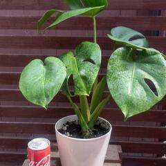 モンステラアダンソニー②