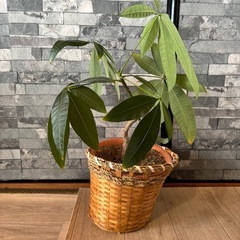 観葉植物 パキラ 30cm　差し上げますの画像