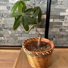 観葉植物 パキラ 30cm　差し上げます