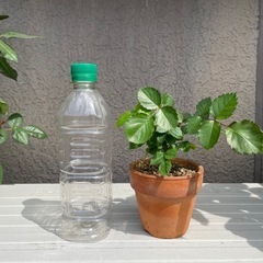 バラ　挿木苗　ピンク