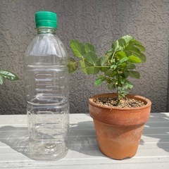 バラ　挿木苗　ピンクの画像