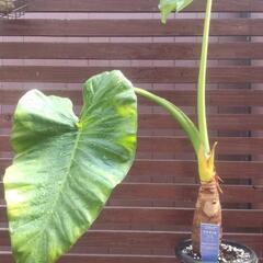 クワズイモ 観葉植物