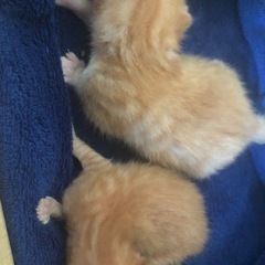 里親募集 子猫 生後約1週間ほど受付終了